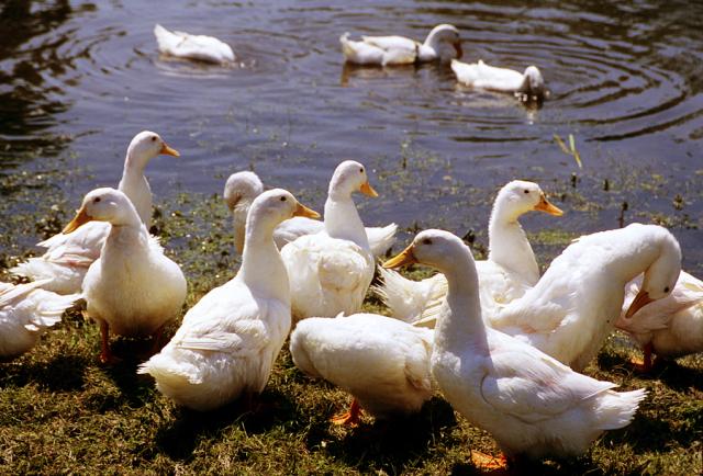 a flock of birds standing on grass near water