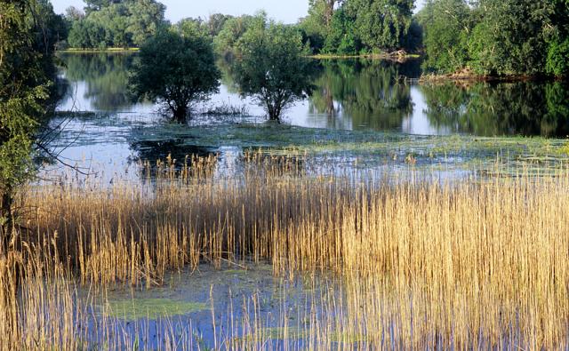 a body of water surrounded by trees