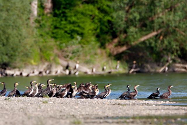 A flock of birds on a riverbank of the Danube in Croatia  