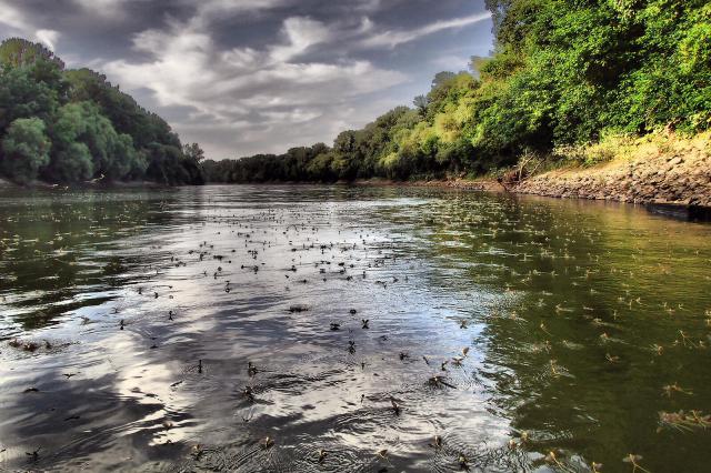 Mayflies on the river 