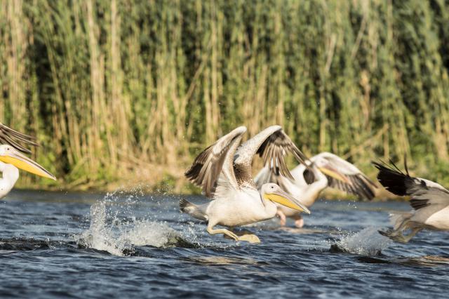 Pelicans in the Bulgarian stretch of the Danube at Reni
