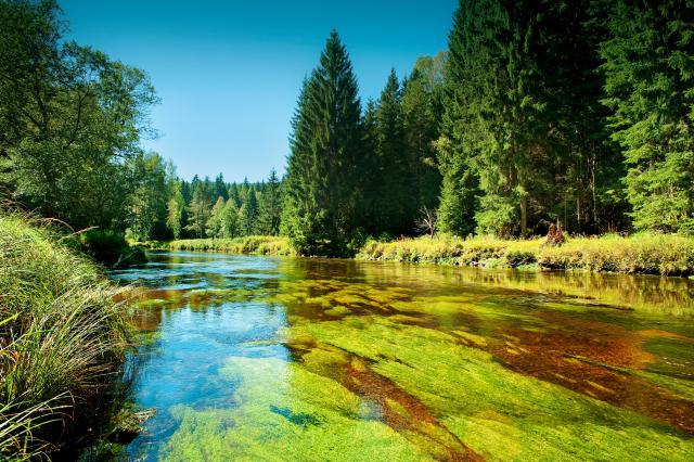 Water scenery in the Czech Republic with a body of water surrounded by trees