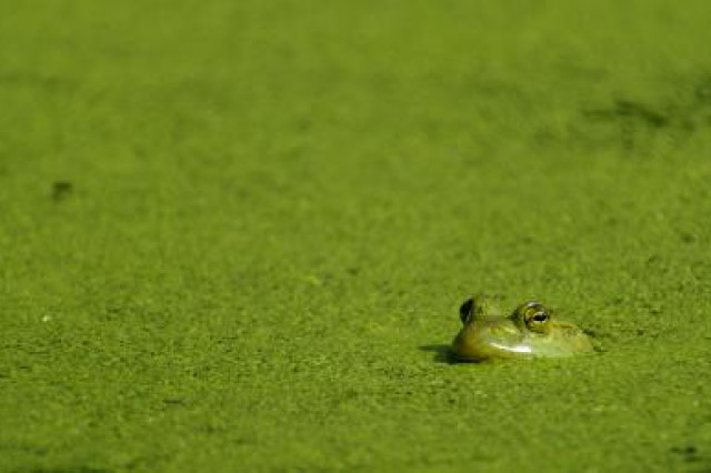 Frog swimming in an eutrophic lake