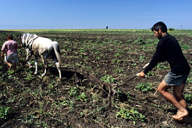 A man plowing a field