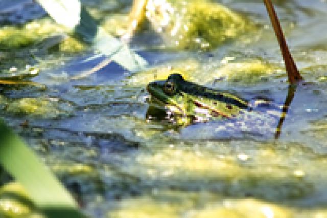 a frog on a leave in the water