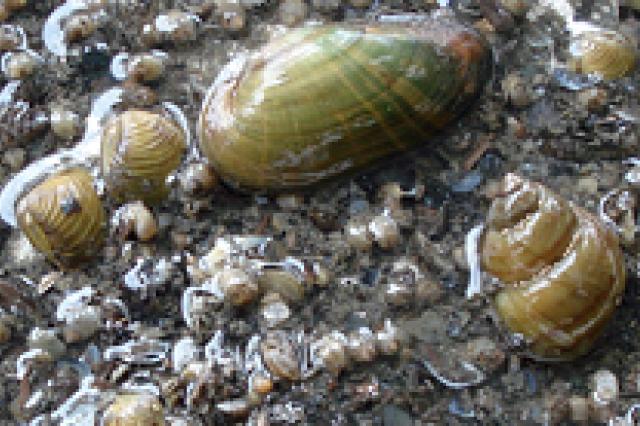 a snail on the ground