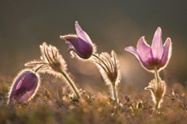 a close up of a flower