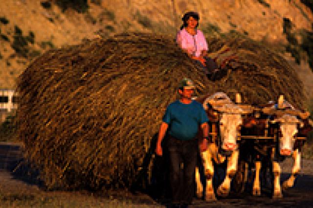 A man leading a cart being pulled by bulls