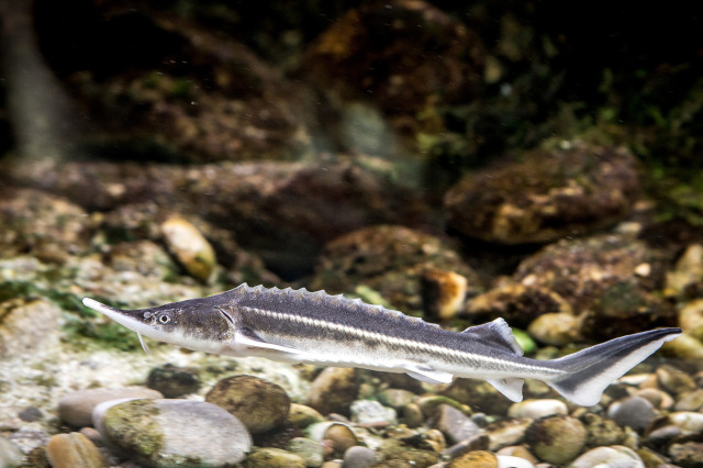 A close up of a sturgeon