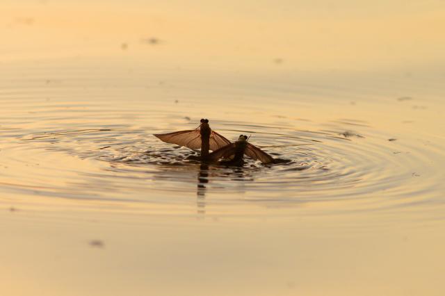 mayflies swimming in water