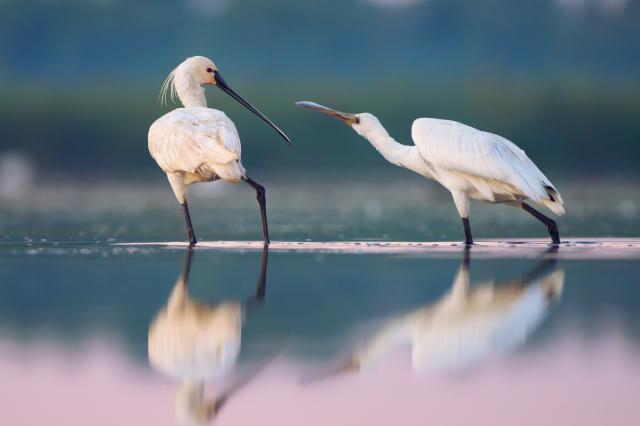 Two cranes in the water