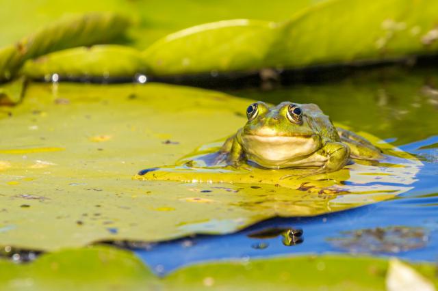 a frog sitting on a leave in the water