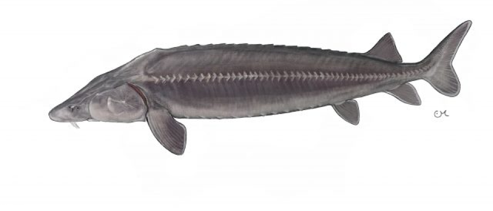 Illustration of a ship sturgeon showcasing its long body and bony features..