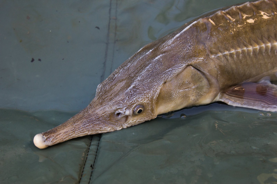 Close-up of a sturgeon