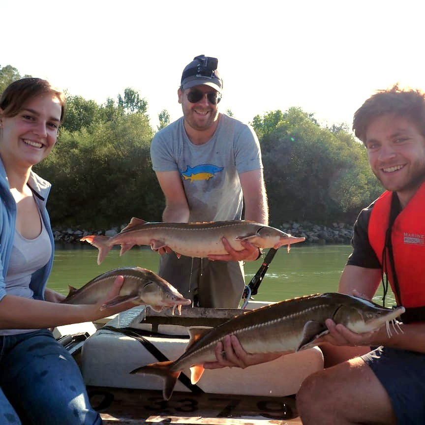Three persons holding sturgeons