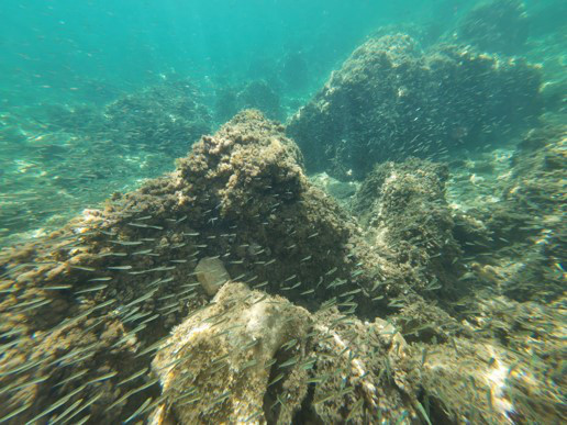 Fish swimming under water. 