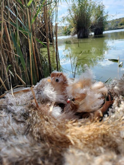 Two chick art pieces near the Danube. 